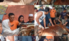 Sapi Kurban 600 Kilogram Milik Hj. Maryamah Dominasi Iduladha di Masjid Nurul Hidayah Palembang